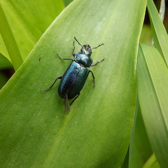 Platycerus caraboides - kis fémesszarvasbogár