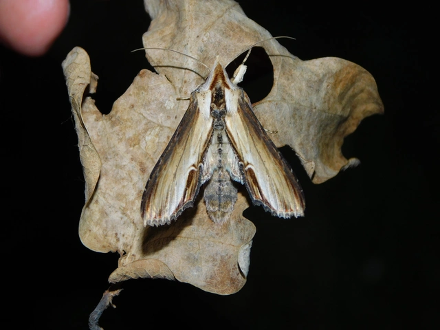 Shargacucullia