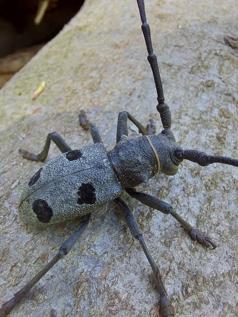 Morimus asper funereus - gyászcincér