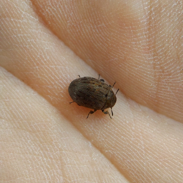 Byrrhus pilula - közönséges labdacsbogár