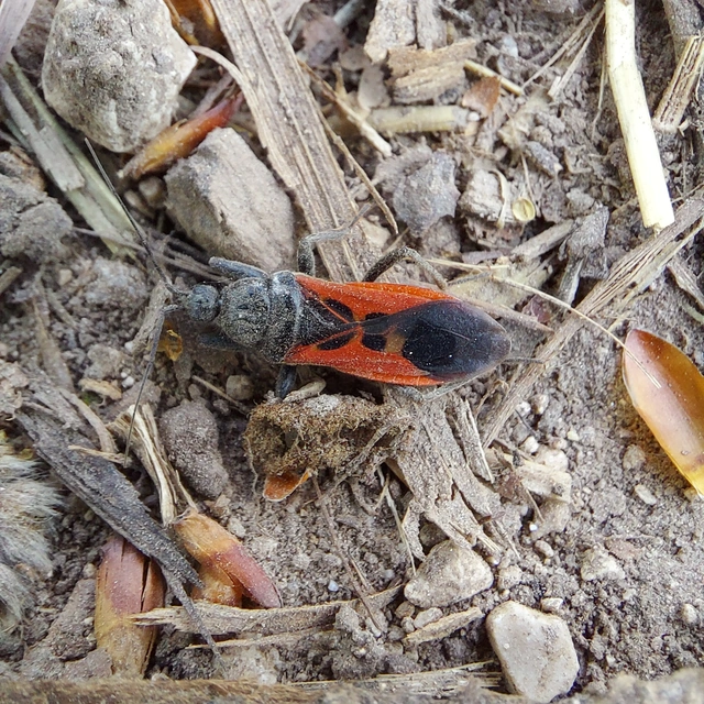 Peirates hybridus - foltos rablópoloska