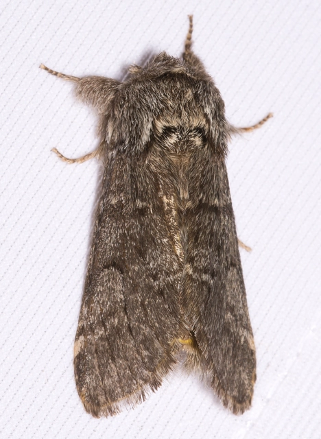 Drymonia ruficornis - cserfa-púposszövő