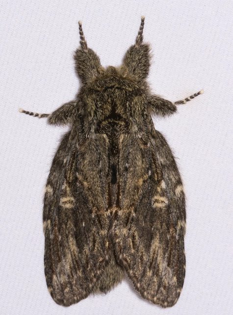 Peridea anceps - füstös púposszövő