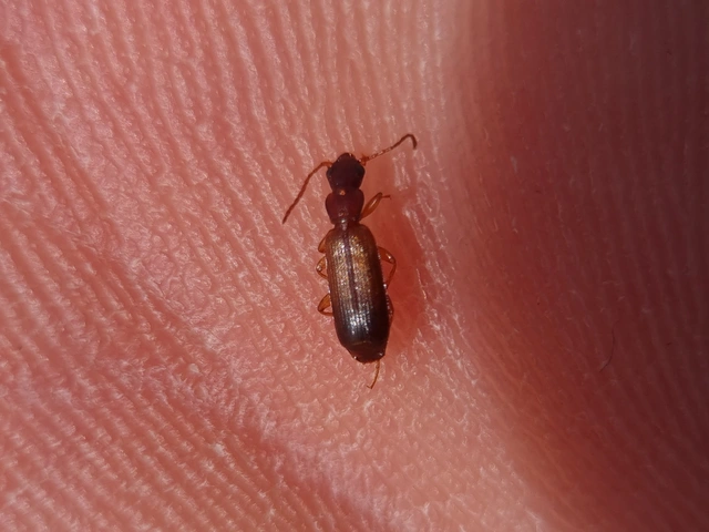 Paradromius linearis - karcsú kéregfutó