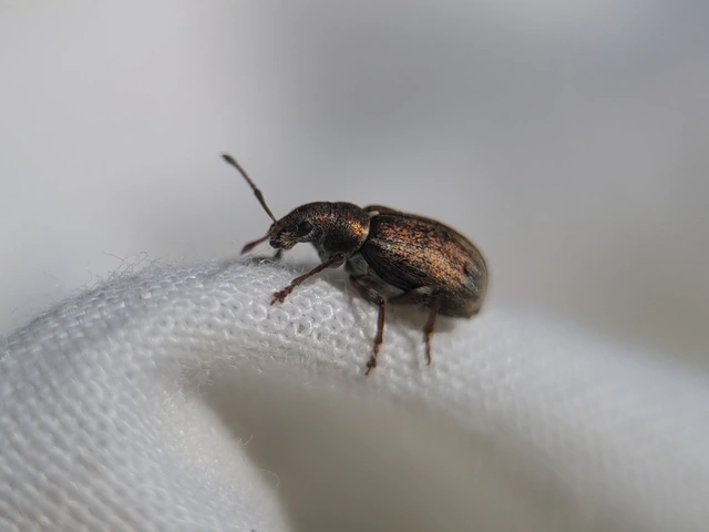 Phyllobius pyri - gyümölcsfa-levélormányos