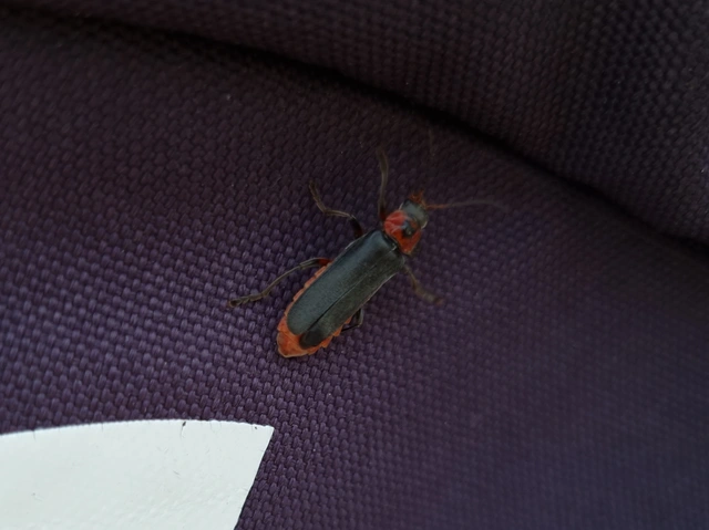 Cantharis rustica - suszterbogár