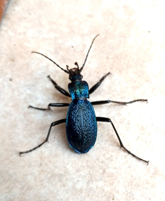 Carabus intricatus - kék laposfutrinka