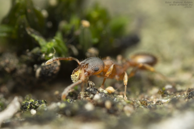 Temnothorax crassispinus - gubacslakó kéreghangya