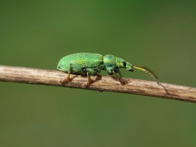 Phyllobius maculicornis - galagonya-levélormányos