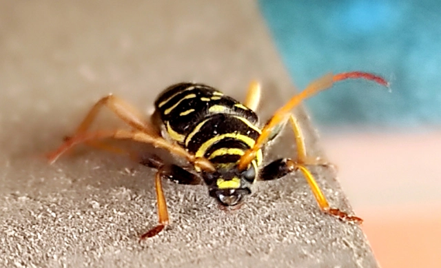 Plagionotus arcuatus - bársonyos darázscincér