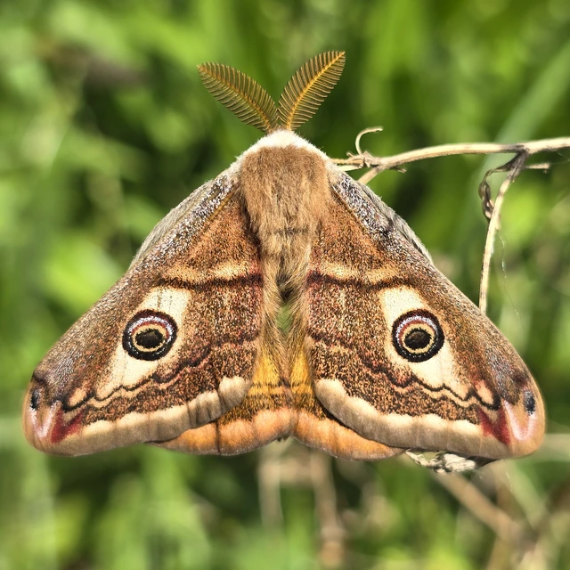 Saturnia pavoniella/pavonia