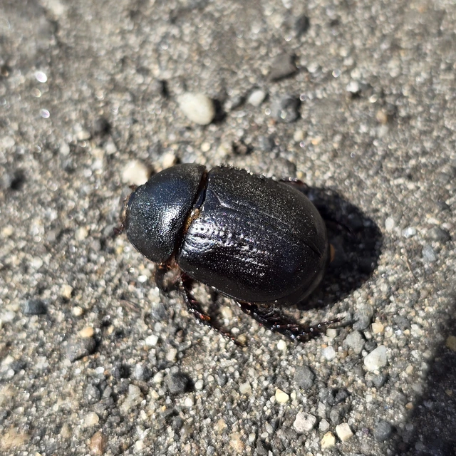 Pentodon idiota - butabogár