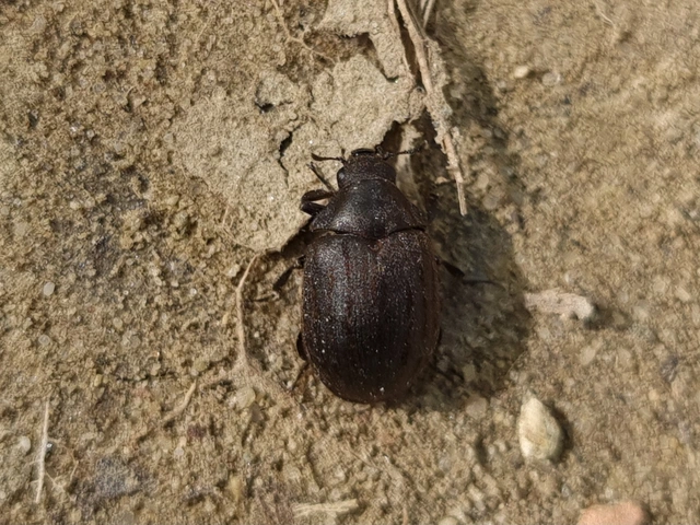 Byrrhus pilula - közönséges labdacsbogár