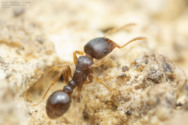 Tetramorium