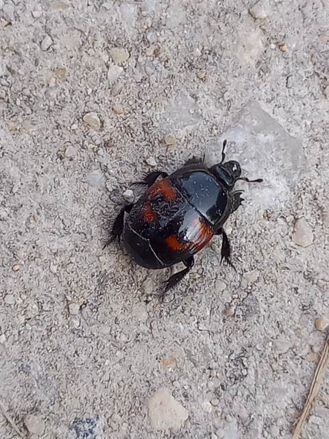 Hister quadrimaculatus - közönséges sutabogár