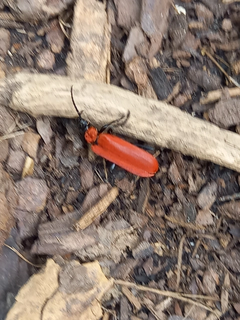 Pyrochroa coccinea - nagy bíborbogár