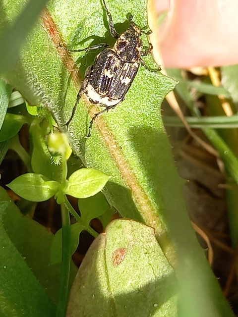 Valgus hemipterus - suta virágbogár