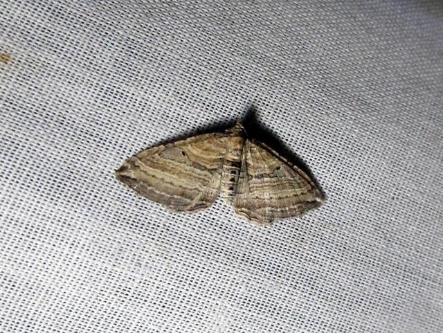 Costaconvexa polygrammata - soksávú araszoló