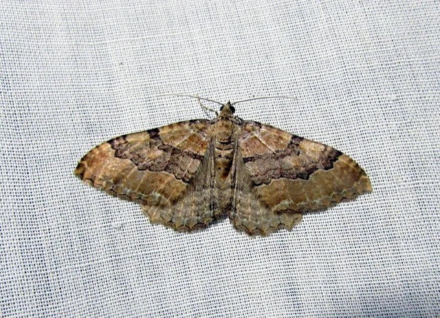 Hydria cervinalis - őzbarna araszoló