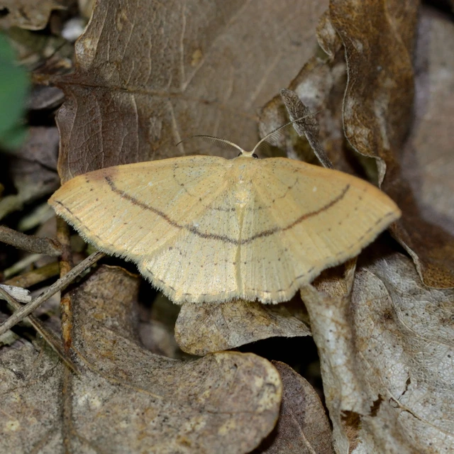 Cyclophora linearia - vonalas pettyesaraszoló