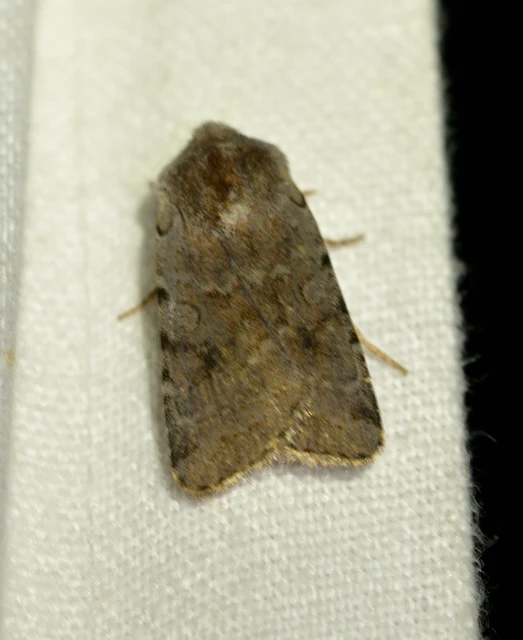 Cerastis rubricosa - vörhenyes tavaszibagoly