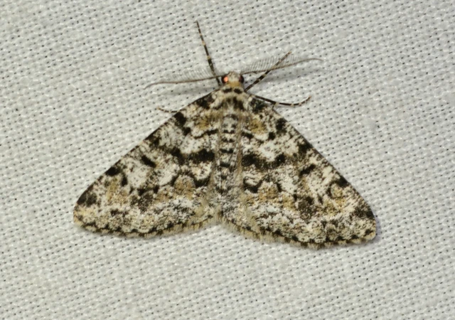Fagivorina arenaria - bükkfaaraszoló