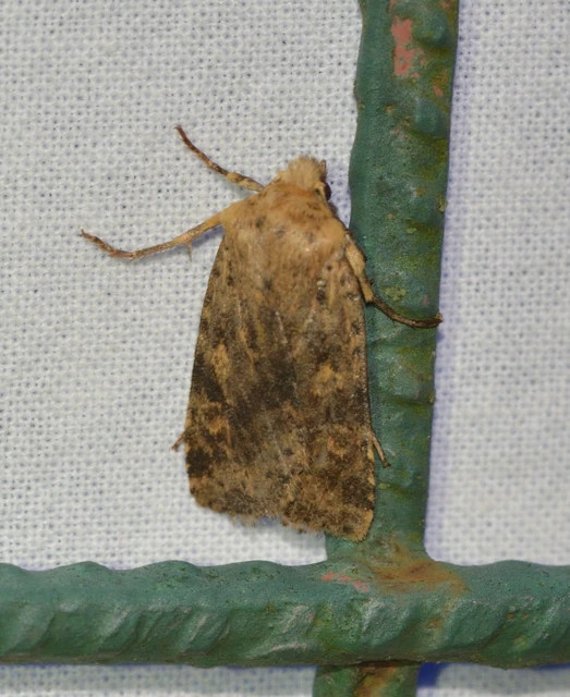 Conistra rubiginea - vörös őszibagoly