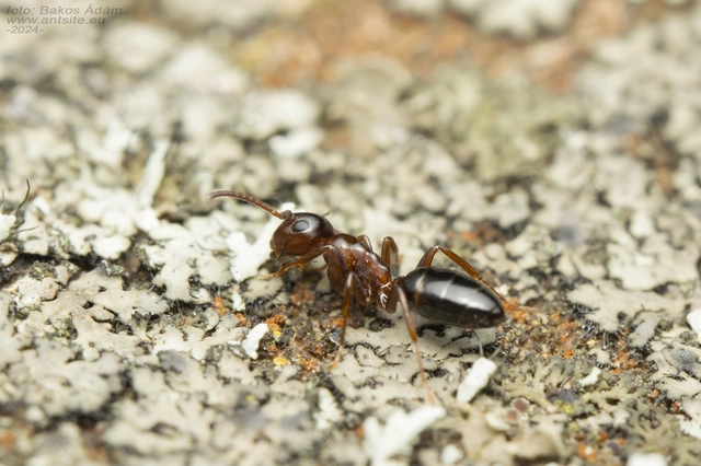 Colobopsis truncata - kapushangya