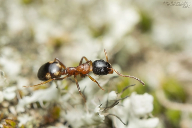 Dolichoderus quadripunctatus - négypettyes erdeihangya