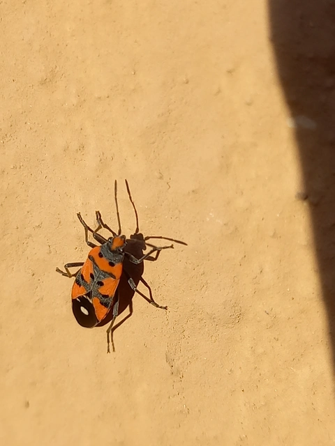 Lygaeus equestris/simulans