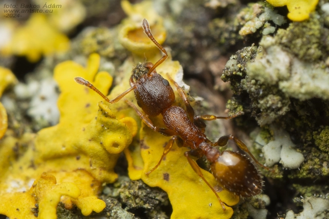 Temnothorax affinis - erdei kéreghangya