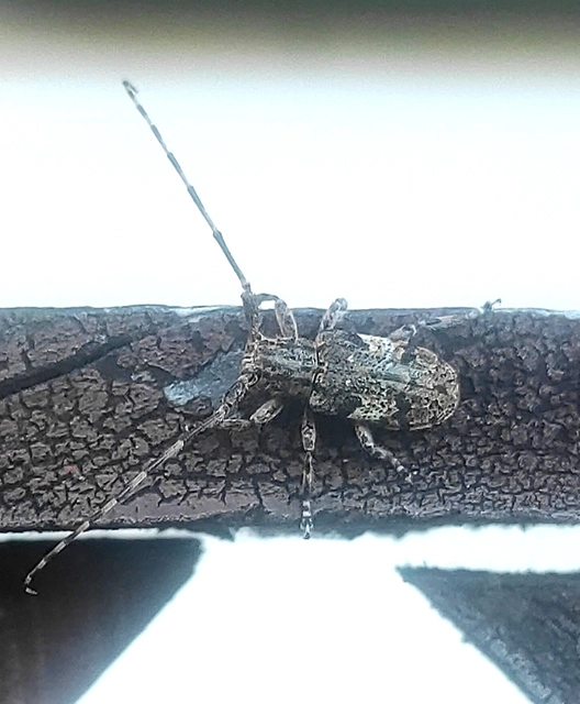 Mesosa nebulosa - ködfoltos cincér