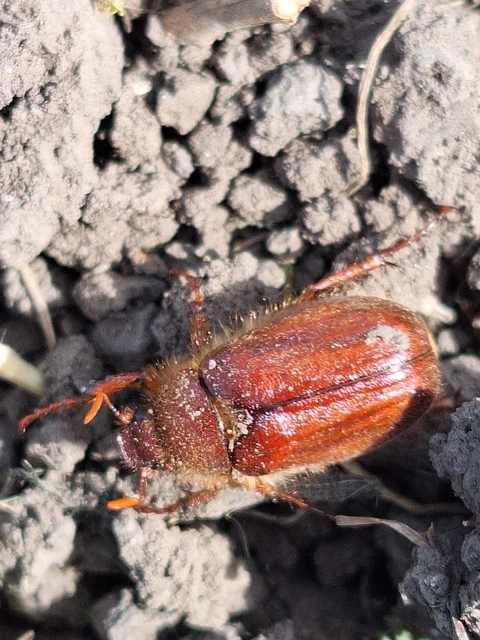 Holochelus vernus - tavaszi cserebogár