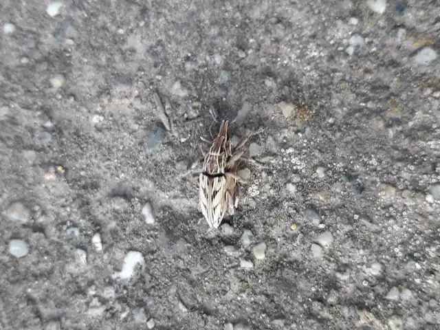 Coniocleonus nigrosuturatus - nyíljegyes barkó