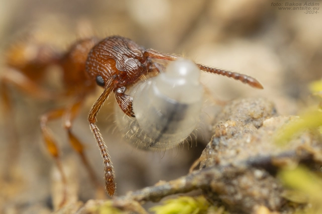 Myrmica sabuleti - gyakori bütyköshangya