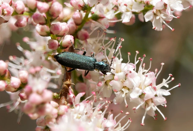 Ischnomera
