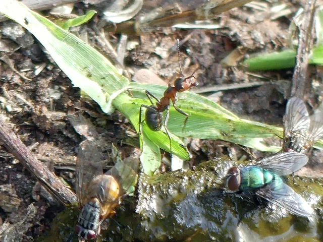 Formica pratensis - réti vöröshangya