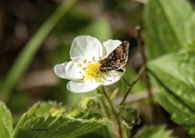 Panemeria tenebrata - apró sárgabagoly
