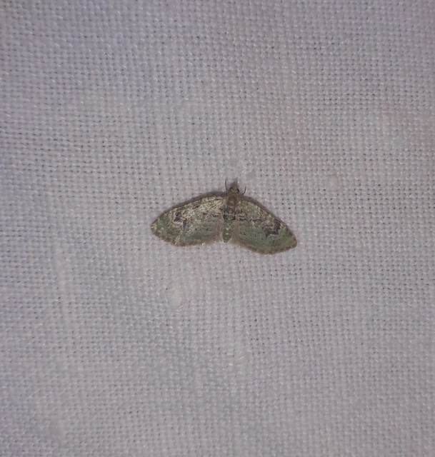 Chloroclystis v-ata - zöldes törpearaszoló