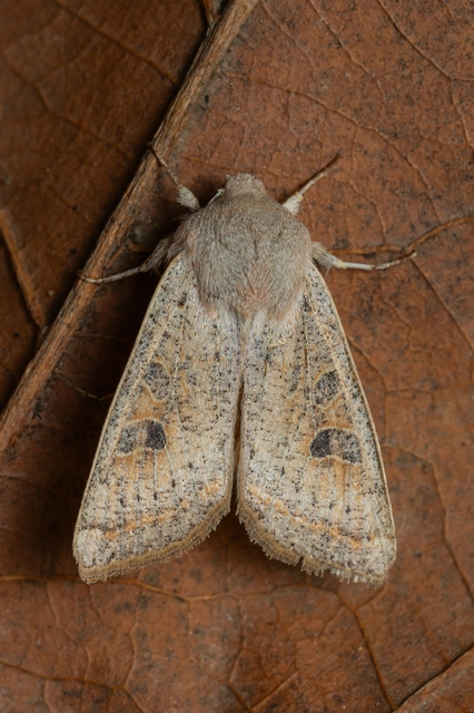 Orthosia gracilis - karcsú barkabagoly