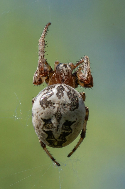 Larinioides