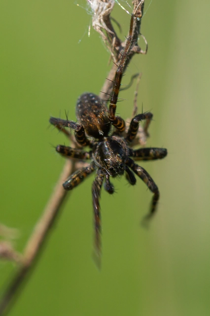 Pardosa