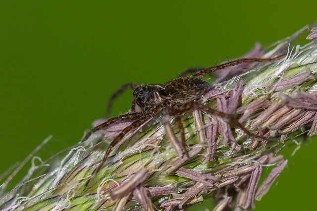 Pardosa