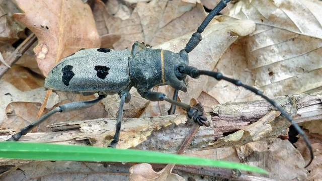 Morimus asper funereus - gyászcincér