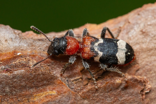 Thanasimus formicarius - vörösnyakú szúfarkas