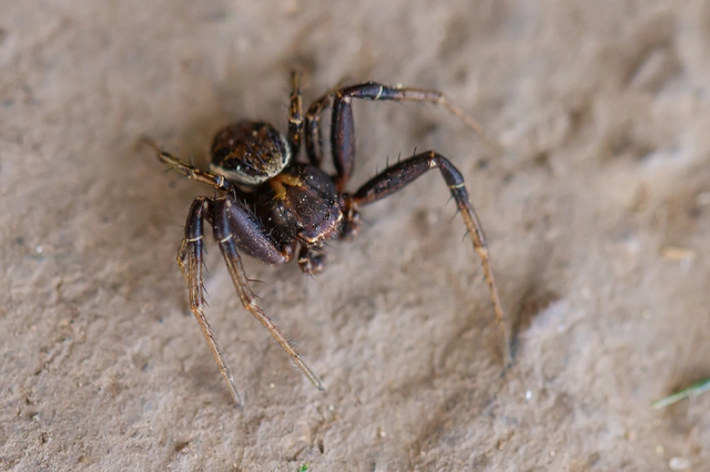 Xysticus
