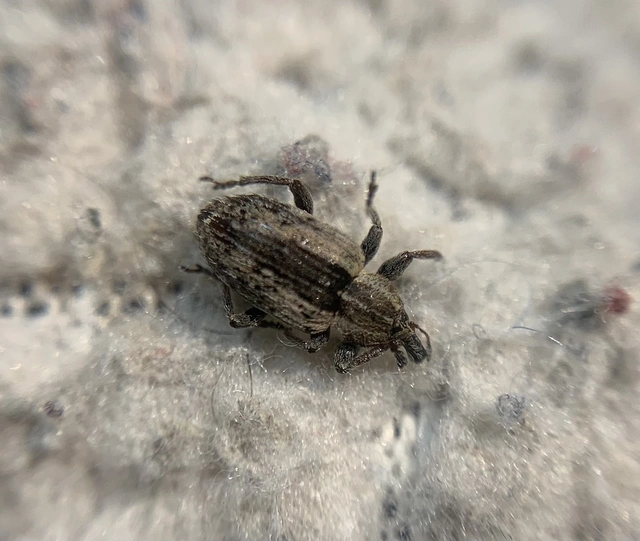 Hypera postica - lucerna-pikkelyesormányos