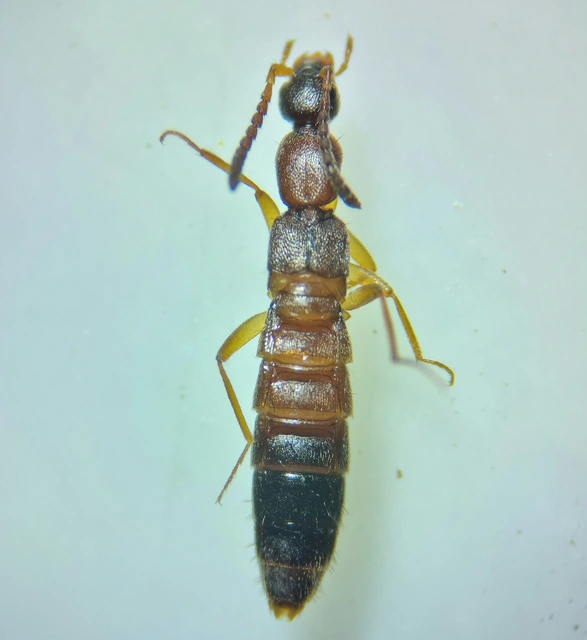 Drusilla canaliculata - közönséges hangyászholyva