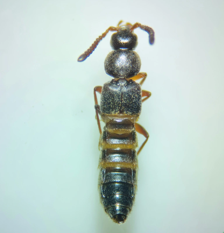 Pella limbata - szegélyes hangyászholyva