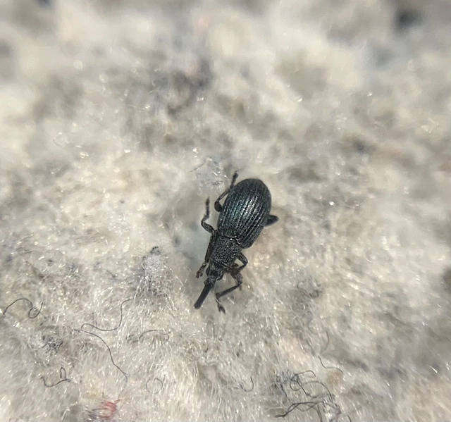 Ceratapion gibbirostre - agyaras cickányormányos Ceratapion gibbirostre - agyaras cickányormányos